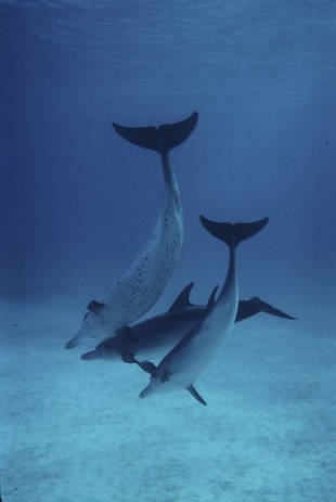 Schlankdelfine (Stenella attenuata).jpg