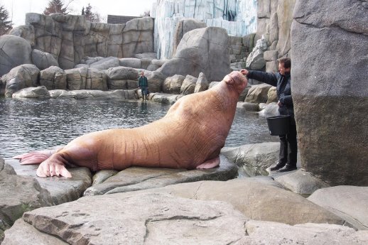 HAG_Odin im Tierpark Hagenbeck_2013.JPG