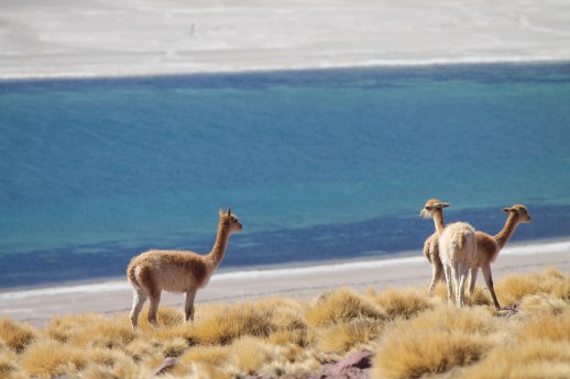 Atacama_Vicunas_KarawaneReisen.jpg