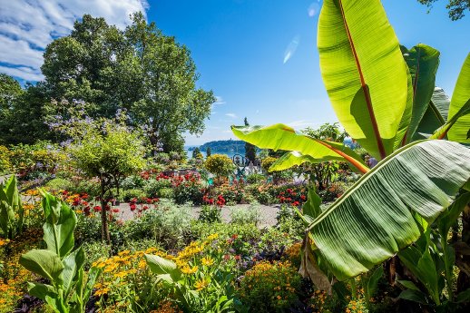 mainau_298_mittel.jpg