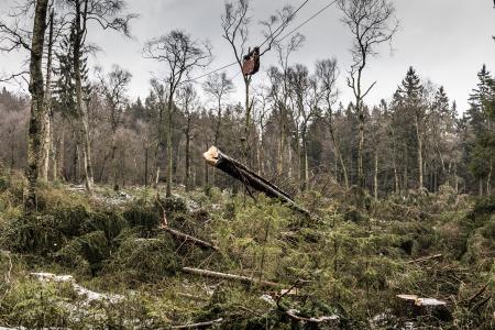 Ein spezieller "Baumlift" transportiert Fichten bodenschonend aus dem Moor. Die Landesforsten setzen in schwierigem Gelände oder auf empfindlichen Böden Hochgebirgs-Seilkrantechnik ein, um Bäume zu bergen / Foto: Gasparini / Landesforsten