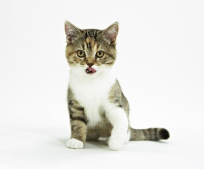 AGILA erklärt die artgerechte Fütterung von Katzen (www.agila.de).jpg