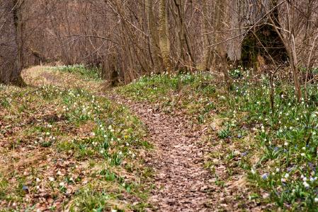Ein Meer aus Märzenbechern im DonAUwald (c) Jenny Kwittung
