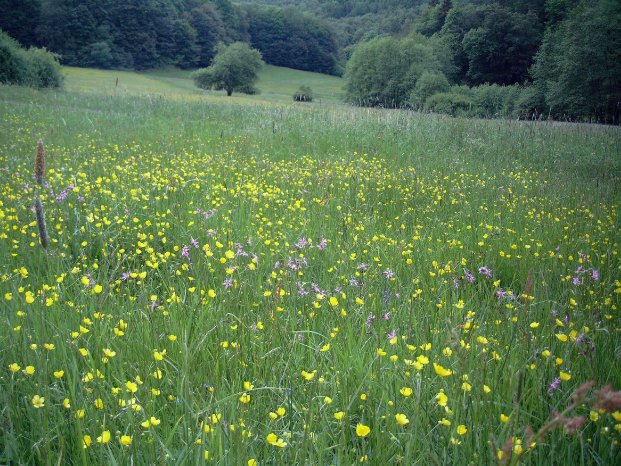 Bachwiesental im Nationalpark.jpg