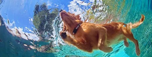 pflege-nach-dem-hunde-baden-schwimmen-verbessern-gepflegter-hund-gepflegtes-fell_1920_520x500_d.webp