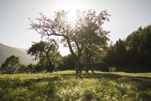 Saxner - © Armin Terzer - DRUCK 231011154924.jpg