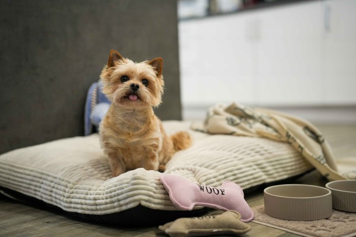 Hundekissen (20) Spielzeug (4). Schoen fuer TierHeim.jpg