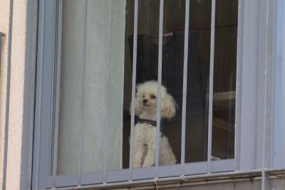 Pudel Milan wartet auf seine Hundehalterin.