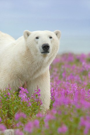 PB FIREWEED TZ_103_(c) Dennis Fast-Courtesy of Travel Manitoba.jpg