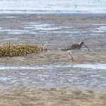 Natur hautnah erleben: Auf Juist lassen sich zahlreiche Vogelarten (wie der auf dem Foto abgebildete Große Brachvogel), Seehunde und weitere Tiere in ihrer natürlichen Umgebung beobachten