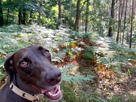 Dogsitting_4 ©CARAVANSEREI.jpeg