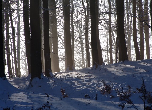 Winterzauber im Nationalpark.jpg