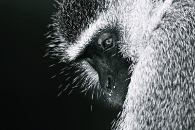 Grüne Meerkatze / Fotoarbeiten "Abenteuer Afrika" | Fotos: Susen Reuter