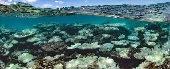 ausgebleichte-riffe-bei-den-malediven-oceanimagebank-the-ocean-agency-40-800x324px.jpg