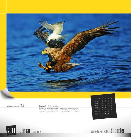 01_Artenschutz2014_Januar_Seeadler.jpg