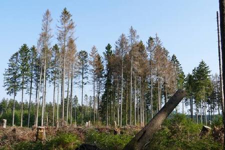 Borkenkäfer befallen Fichten am Wurmberg