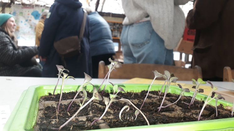 Helgoländer Felsenkohl wartet auf´s Auspflanzen.jpg
