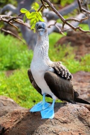 galapagos_islands_blue-footed-booby.jpg
