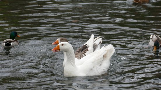 Leinegänse © Zoo Frankfurt.JPG