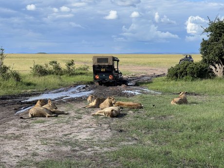 Löwenrudel (c) Claire Zaiser, Karawane.jpeg