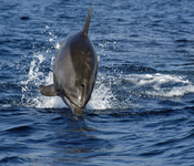 Ein Adria-Delfin in Springlaune; © U. Kirsch