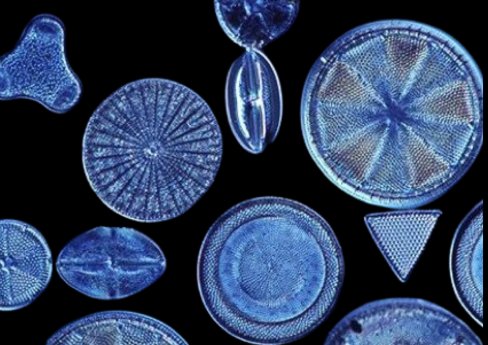 Diatom_algal_shapes.png