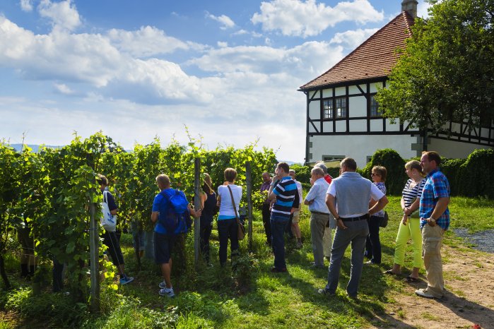 Elbland-Tage des offenen Weingutes Radebeul - Sylvio Dittrich.jpg