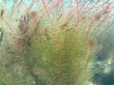 Myriophyllum mit Düngung