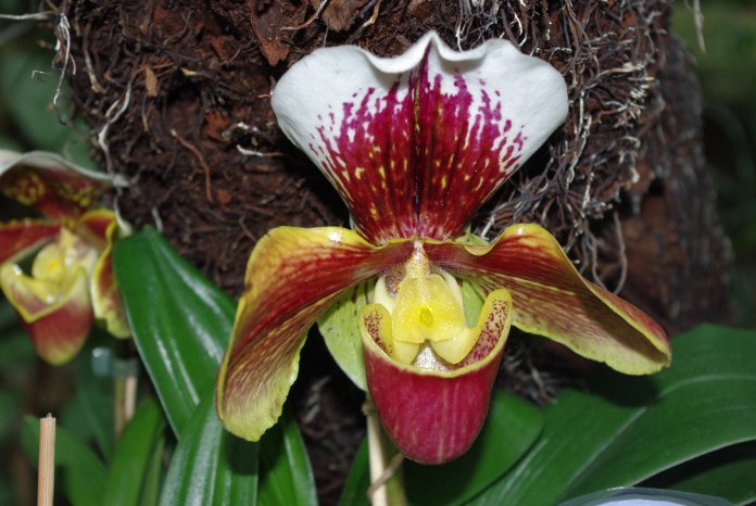 Paphiopedilum.JPG