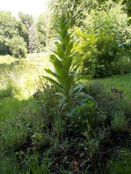 Flora und Fauna in Birkenried.JPG