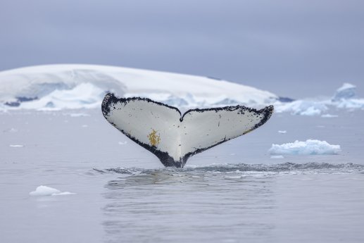 SwanHellenic Wal.jpg