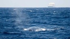 Blue-Whale-Surfacing~hing-Tanker.jpg.jpg