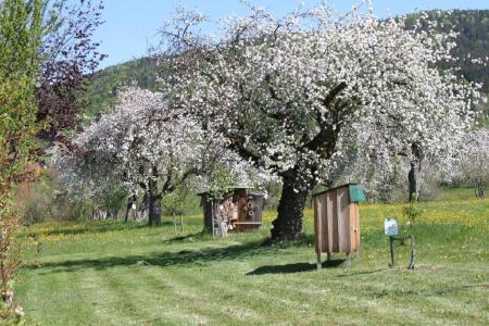 Blühende Obstbäume in Lalling, Bayerischer Wald