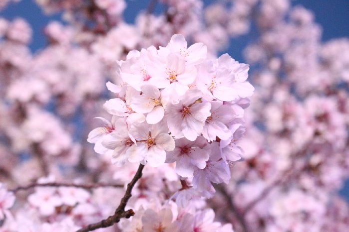 cherry-blossom-3301170_1920.jpg