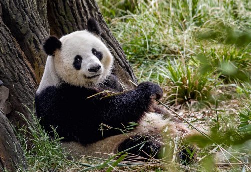 Großer Panda Jiao Qing_Zoo Berlin.jpg