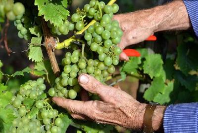 Winzer pflanzen mehr weiße Sorten / Foto: Deutsches Weininstitut DWI