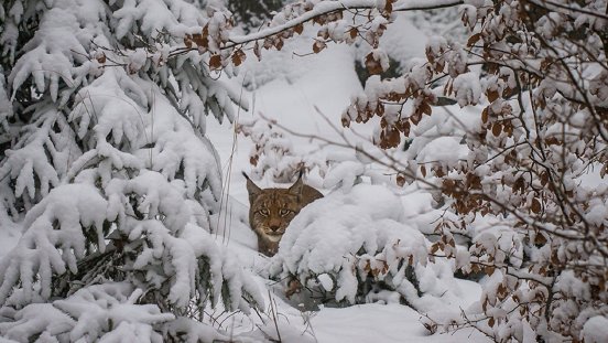 1_Luchs_Meißner_Schuster_1.jpg