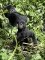Gorilla-Tracking in Uganda