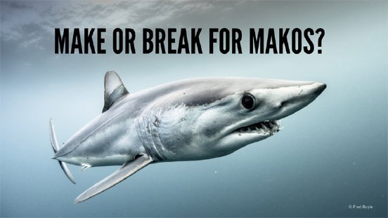 Make-or-break-for-Makos-800x450px.jpg