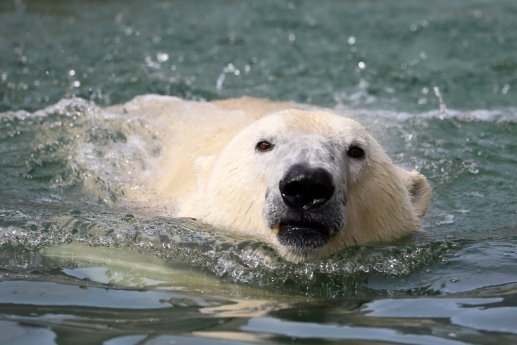 Eisbär Lloyd schwimmt im Wasserbecken der Außenanlage©Timo Deible-Zoo Karlsruhe.jpg
