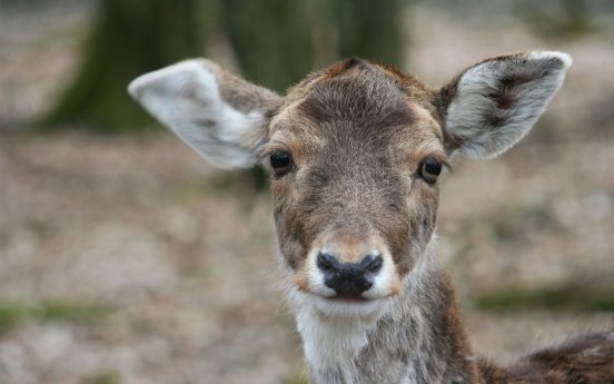 Wild-Park Klaushof (c) Heike Ulsamer.jpg