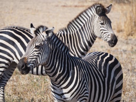 (c) Karawane, Hannah Blechschmidt (5).JPG