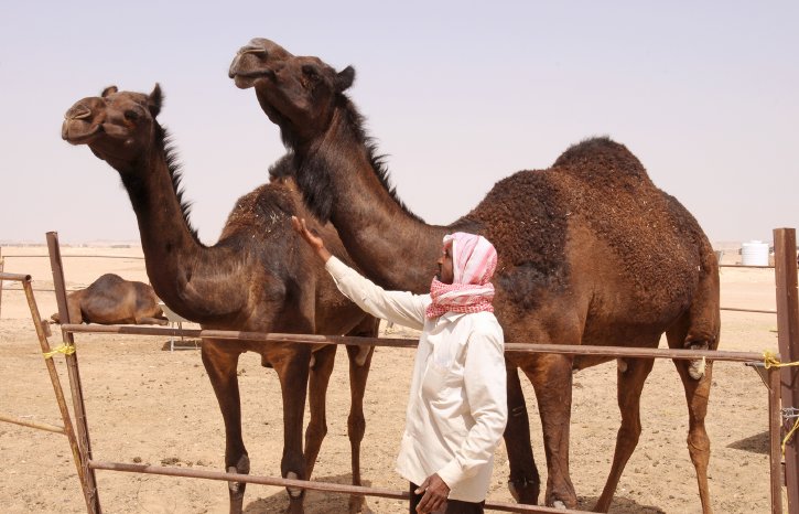 Oman_EliteTravelTourism_BlackCamels.jpg