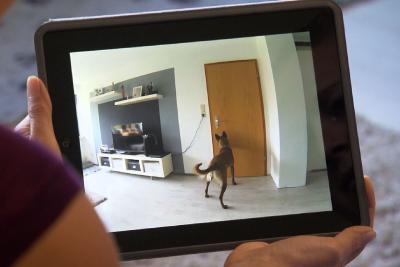 Malinois-Hünding Jona wartet unruhig vor der Tür. © SWR, Neue Artfilm 2017