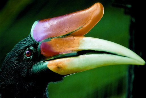 ASI_Malaysia-Borneo_Nashornvogen-Hornbill.TIF