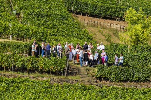 Elbland-Tage des offenen Weingutes Radebeul Weinbergswanderung-Sylvio Dittrich.jpg