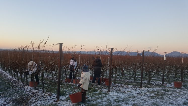 Eisweinernte des Weinguts Villa Hochdörffer im Januar 2017.jpg