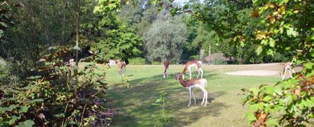 mhorrgazelle_auf_anlage