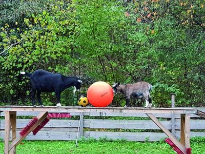 Ziegen mit Ball