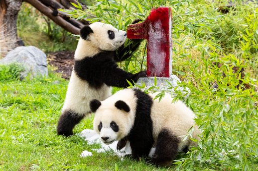 Panda-Zwillinge Pit und Paule_Zoo Berlin_2020.jpg